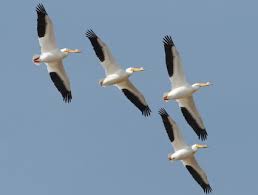 pelican flock)